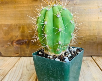 Live, rooted Argentine Saguaro cactus! Trichocereus Terscheckii. Also known as Cardon Grande! Seed grown, 3” in height!