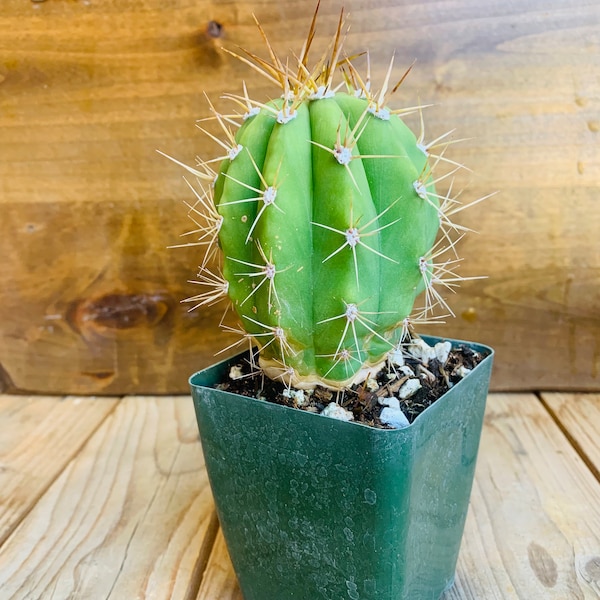 Live, rooted Argentine Saguaro cactus! Trichocereus Terscheckii. Also known as Cardon Grande! Seed grown, 4” in height!