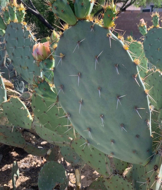 16+ Nombres Para Plantas