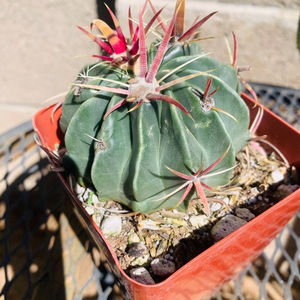 One live Devil’s Tongue Barrel cactus, also known as Crow’s Claw. Ferocactus latispinus. Lavender-purple flowers - cool season bloomer!