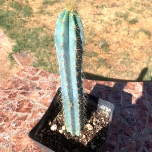 Blue Torch Cactus.  Pilosocereus azureus - live, well rooted 6&quot; - 10” tall columnar plant. Also known as Brazilian Blue.