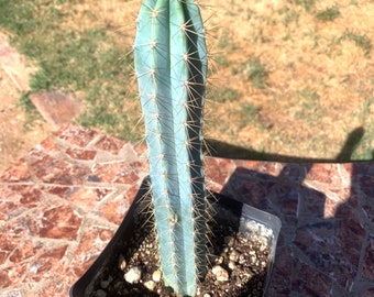 Blue Torch Cactus.  Pilosocereus azureus - live, well rooted 6" - 10” tall columnar plant. Also known as Brazilian Blue.