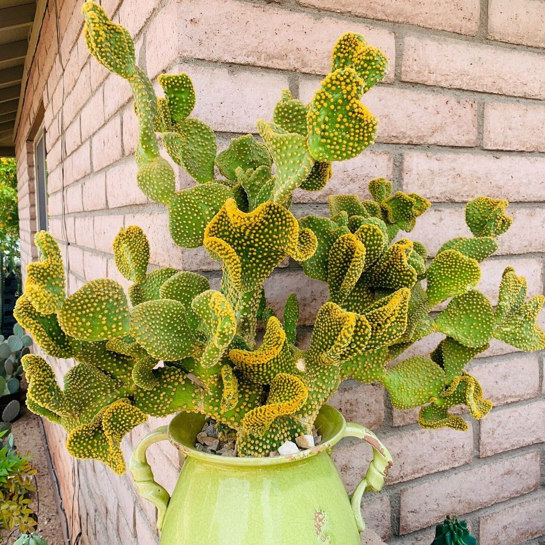 Opuntia Microdasys Monstrosus Golden Swirl Cactus Plant Pad