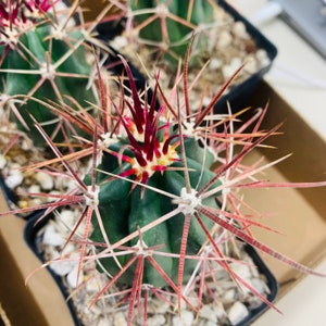 One live, small size, Red Barrel cactus, also known as Fire Barrel cactus. Ferocactus gracilis. Planting instructions included.