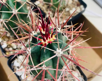 One live, small size, Red Barrel cactus, also known as Fire Barrel cactus. Ferocactus gracilis. Planting instructions included.
