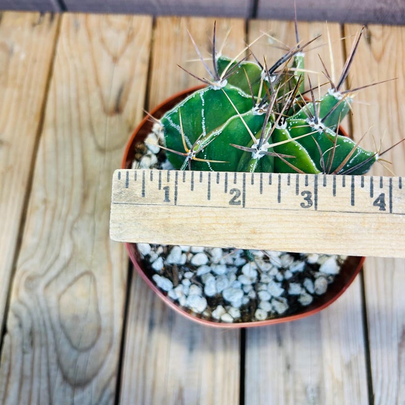 Astrophytum capricorne Cactus - Thumbnail 4