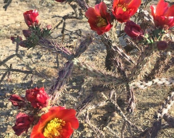 Staghorn Cholla Cactus cuttings / stalks / stems of Cylindropuntia versicolor also called purple staghorn. Planting instructions included.