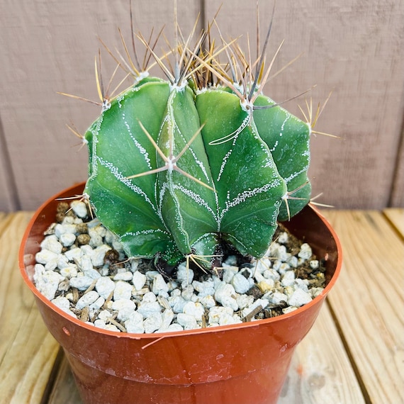 One Live Astrophytum Capricorne Cactus, Also Known as Goat's Head Cactus.  Planting and Care Instructions Included. - Etsy