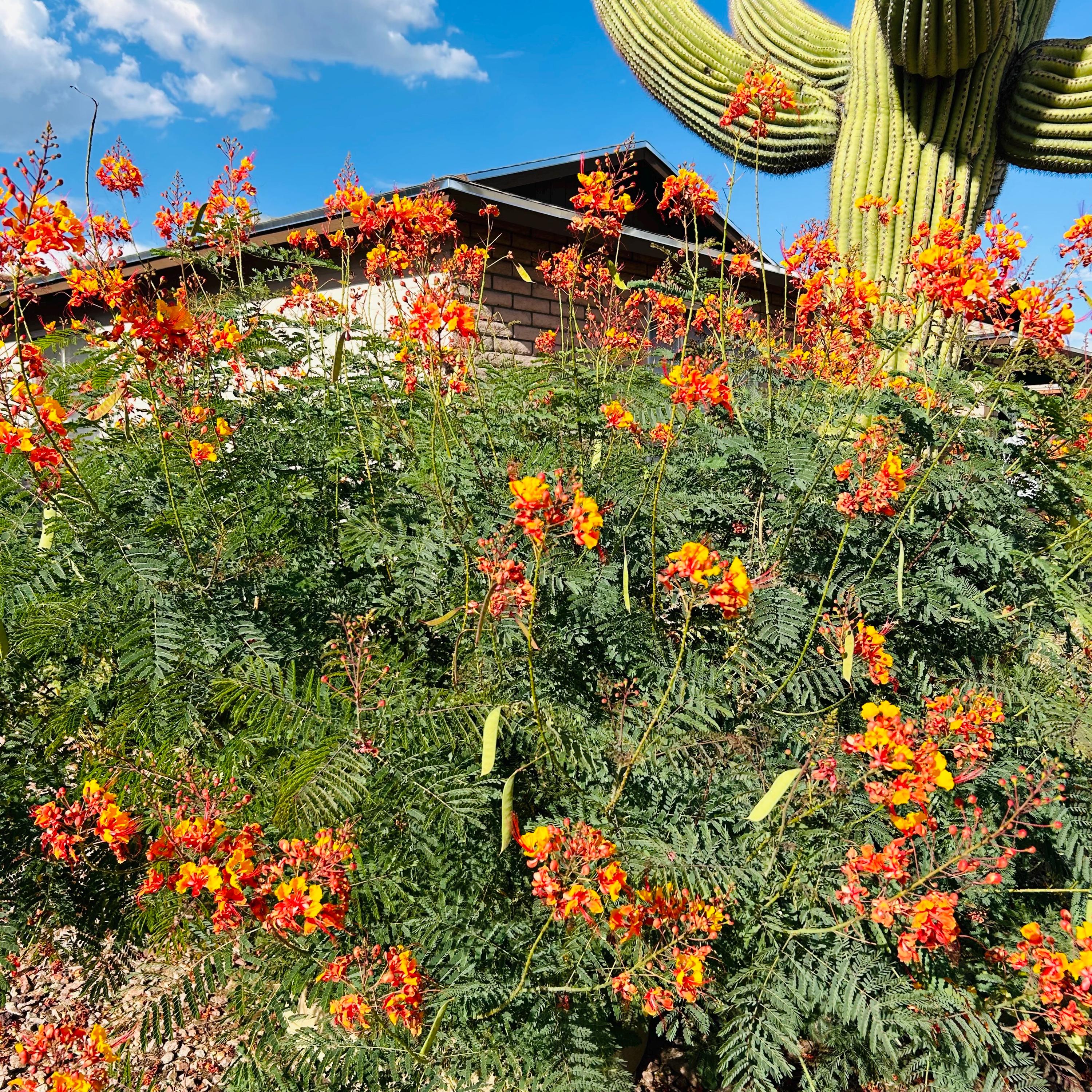 Caesalpinia Pulcherrima Plant Seeds. Common Name Red Bird of Paradise.  Arizona Southwest Desert Landscape Shrub. Various Quantities. - Etsy