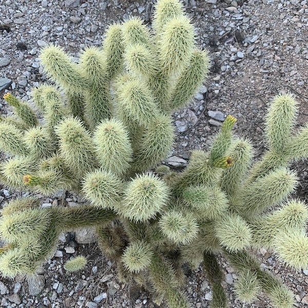 Teddy Bear Cholla Cactus Plant cuttings / segments / stalks. Cylindropuntia bigelovii also commonly known as Jumping Cholla Cactus.