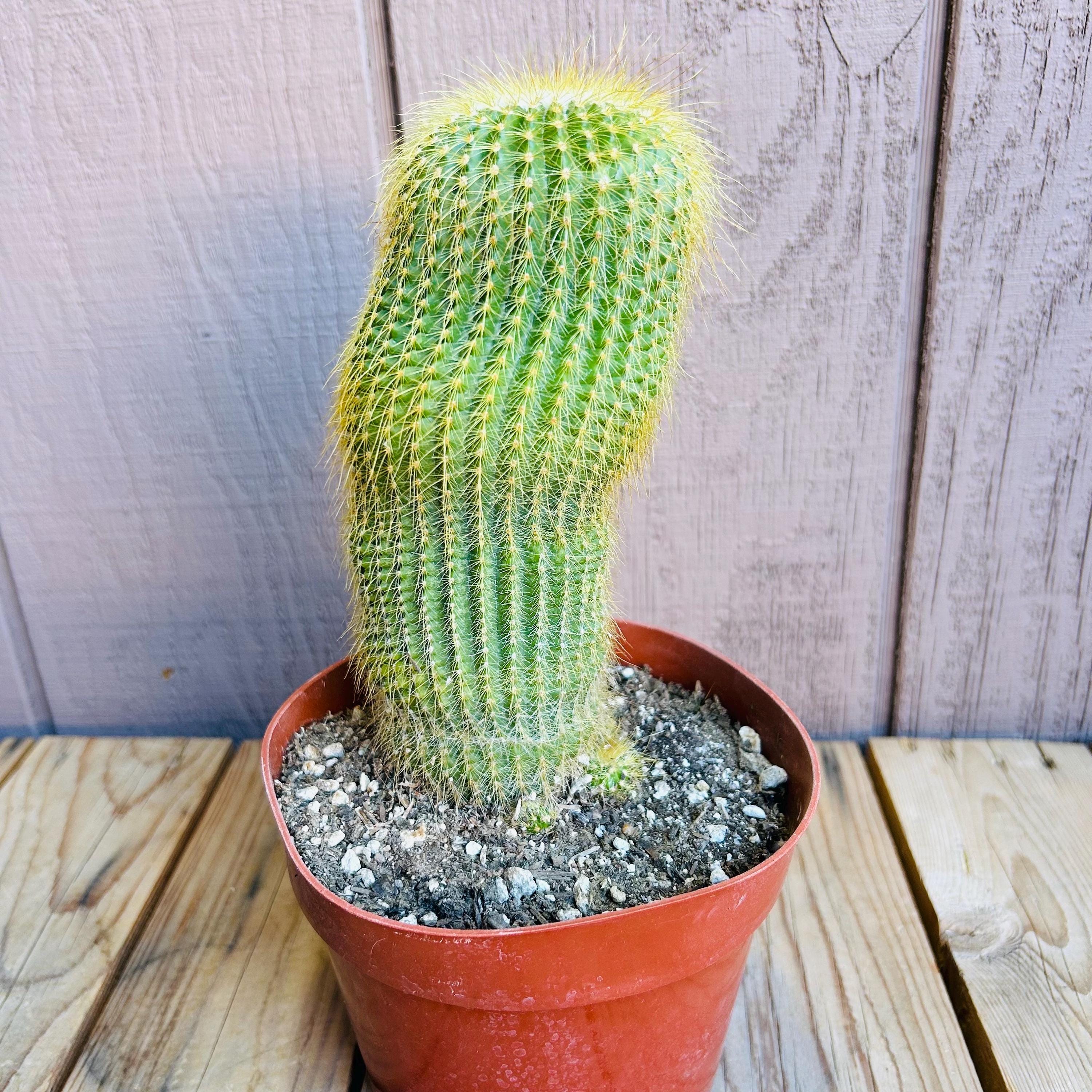 One Live Parodia (notocactus) Leninghausii 6-8” Tall Cactus Aka
