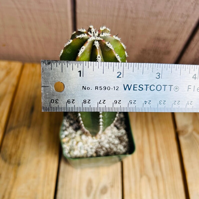 Op de afbeelding: Een groene cactusplant met witte stekels in een kleine bruine pot. De cactus is ongeveer 5 cm hoog en wordt gemeten met een liniaal.