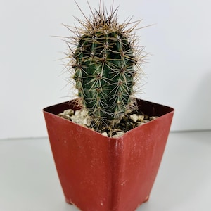 May include: A small green cactus with long, sharp spines growing in a red square pot.