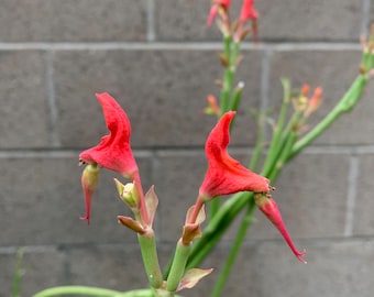 Lady Slipper Plant, Pedilanthus Macrocarpus. Live, Tip Cuttings, 7 Pieces, No Roots. 9” to 11” In Length.