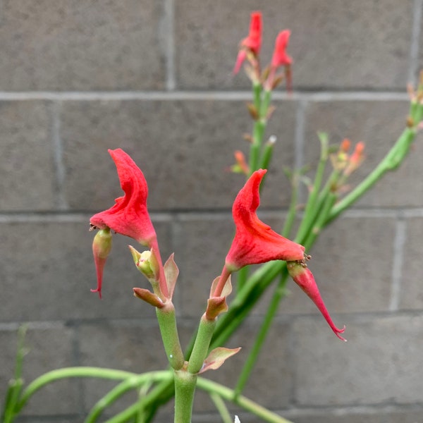 Lady Slipper Plant, Pedilanthus Macrocarpus. Live, Tip Cuttings, 7 Pieces, No Roots. 9” to 11” In Length.