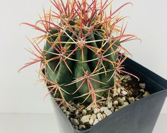One live, medium size, Red Barrel cactus, also known as Fire Barrel cactus. Ferocactus gracilis. Planting instructions included.