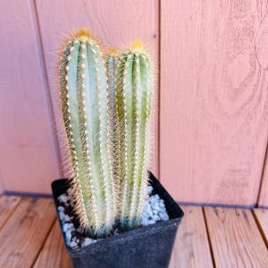 Brazilian Blue Cactus - Pilosocereus Gounellei. Fully Rooted 3 Column Plant.