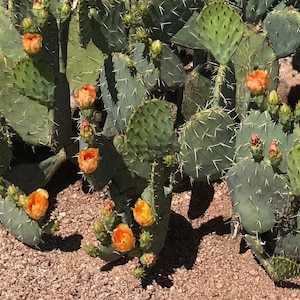 Opuntia engelmannii cactus plant cuttings. Common name spiny Texas prickly pear cactus pads. Planting inst. included. Various quantities.
