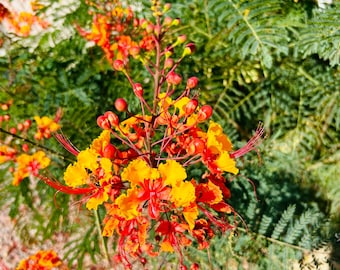 Caesalpinia Pulcherrima plant seeds. Common name Red Bird of Paradise.  Arizona Southwest desert landscape shrub. Various quantities.