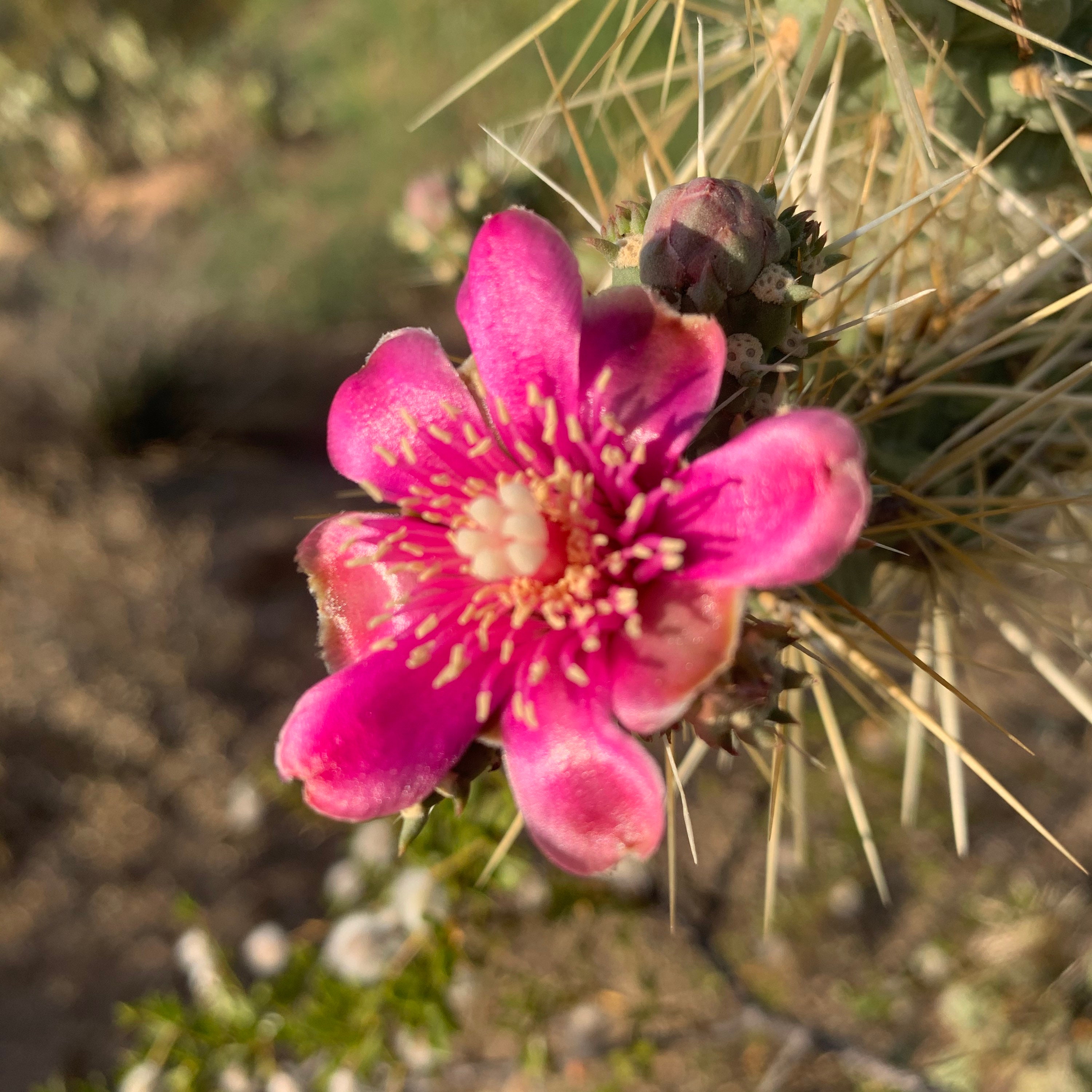 Silver Cholla Cactus Plant Cuttings / Stalks of