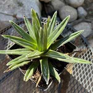 Agave Hybrid Queen Victoria Regina Succulent Plant! Beautiful Rosette Shape! Royal Agave.