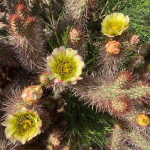 May include: Close-up of a prickly pear cactus with yellow and pink flowers. The cactus has long, sharp spines and is in bloom.