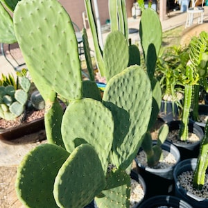 Opuntia ficus indica prickly pear cactus pad cutting. AKA Spineless / Indian / Barbary Fig prickly pear.   Planting instruction included.