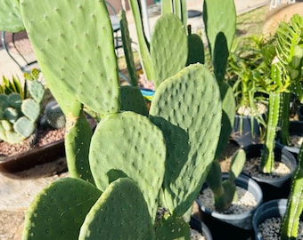 Opuntia ficus indica prickly pear cactus pad cutting. AKA Spineless / Indian / Barbary Fig prickly pear.   Planting instruction included.