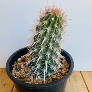 Creeping Devil Cactus - Stenocereus Eruca - Caterpillar Cactus or Walking Cactus. Prostrate growth, horizontal stems, very spiny and unique!