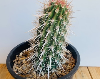 Creeping Devil Cactus - Stenocereus Eruca - Caterpillar Cactus or Walking Cactus. Prostrate growth, horizontal stems, very spiny and unique!