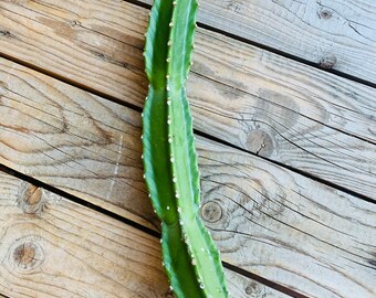 Royle’s Euphorbia - Euphorbia Royleana, Live, Tip Cutting, No Roots, 10 to 12 Inches In Length. AKA Sullu Spurge & Churee