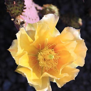 Opuntia violaceae prickly pear cactus cutting. Common name Purple / Santa Rita Prickly Pear Cactus. Planting instructions included. image 5