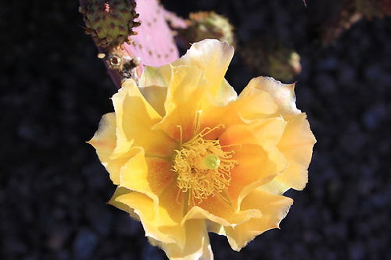 Opuntia violaceae prickly pear cactus cutting. Common name Purple / Santa Rita Prickly Pear Cactus. Planting instructions included. image 5