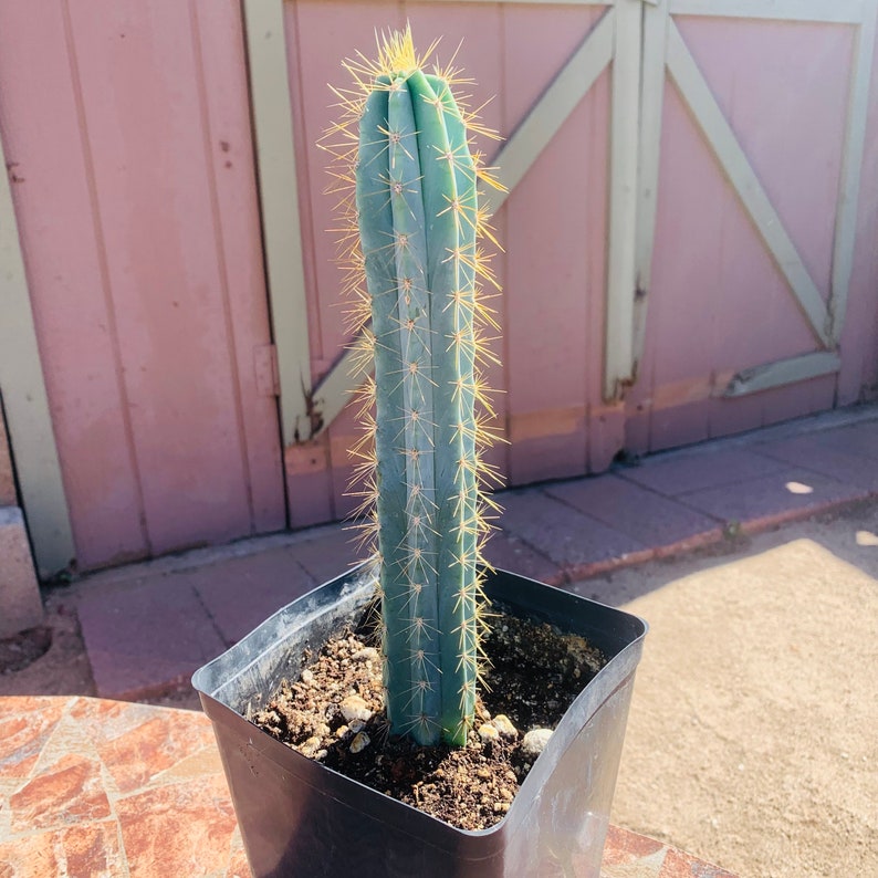 Blue Torch Cactus - Thumbnail 4