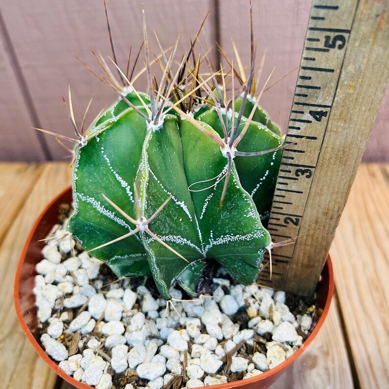 Astrophytum capricorne Cactus - Thumbnail 2