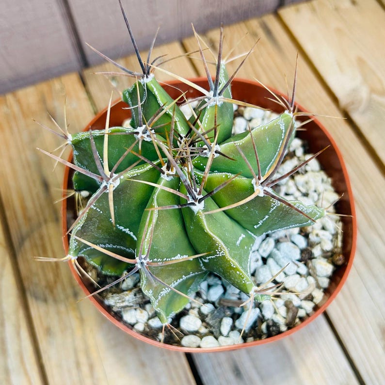Astrophytum capricorne Cactus - Thumbnail 5