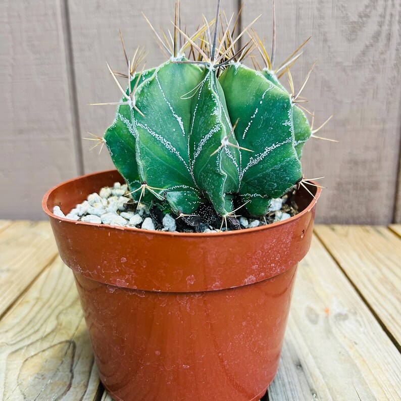 Astrophytum capricorne Cactus - Thumbnail 3