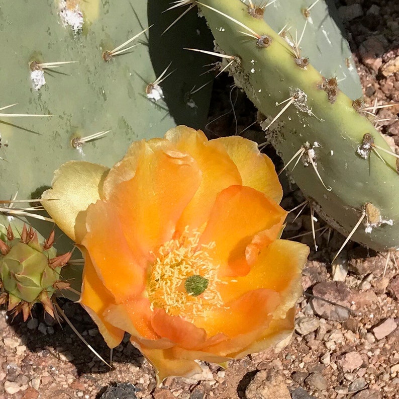 Opuntia Engelmannii Cactus Plant Cuttings. Common Name Spiny Etsy