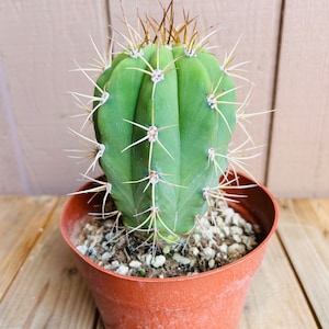 Live, rooted Argentine Saguaro cactus! Trichocereus Terscheckii. Also known as Cardon Grande! Seed grown, 6” in height!