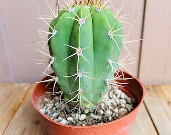 Live, rooted Argentine Saguaro cactus! Trichocereus Terscheckii. Also known as Cardon Grande! Seed grown, 6” in height!