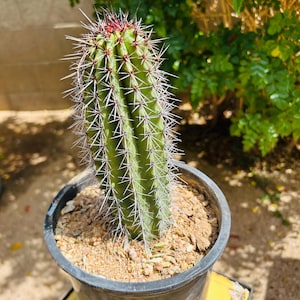 Organ Pipe Cactus - Stenocereus Thurberi. Beautiful 7 inch tall live, rooted cactus plant! Shipped bare root + planting instructions!