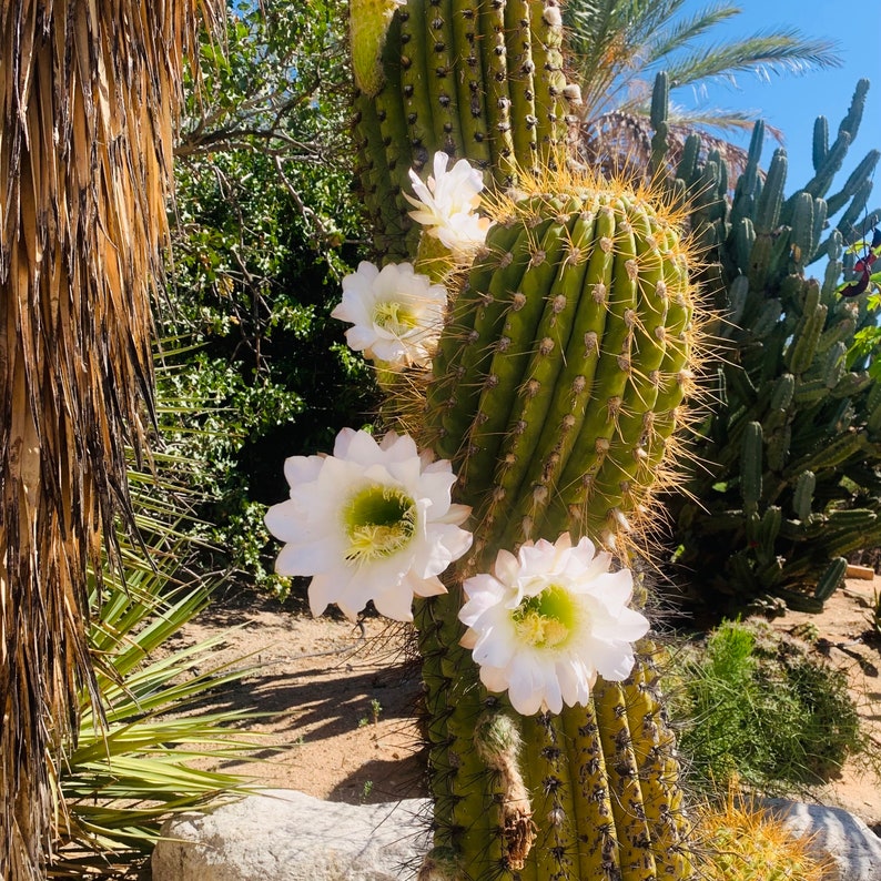 OldPuebloEmporium Argentine Saguaro Cactus - Thumbnail 3