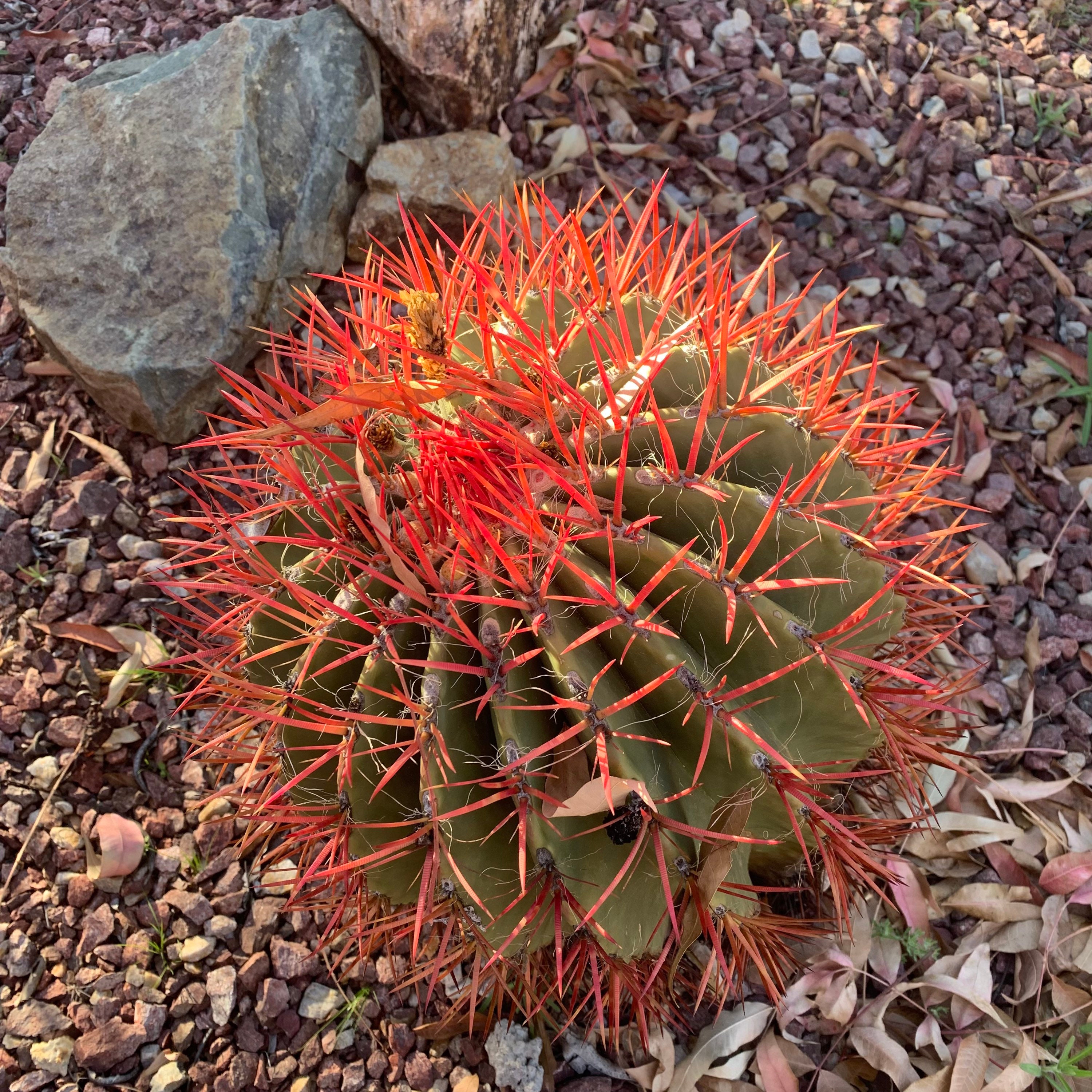 One live, small size, Red Barrel cactus, also known as Mexican Fire Barrel  cactus. Ferocactus pilosus. Planting instructions included.