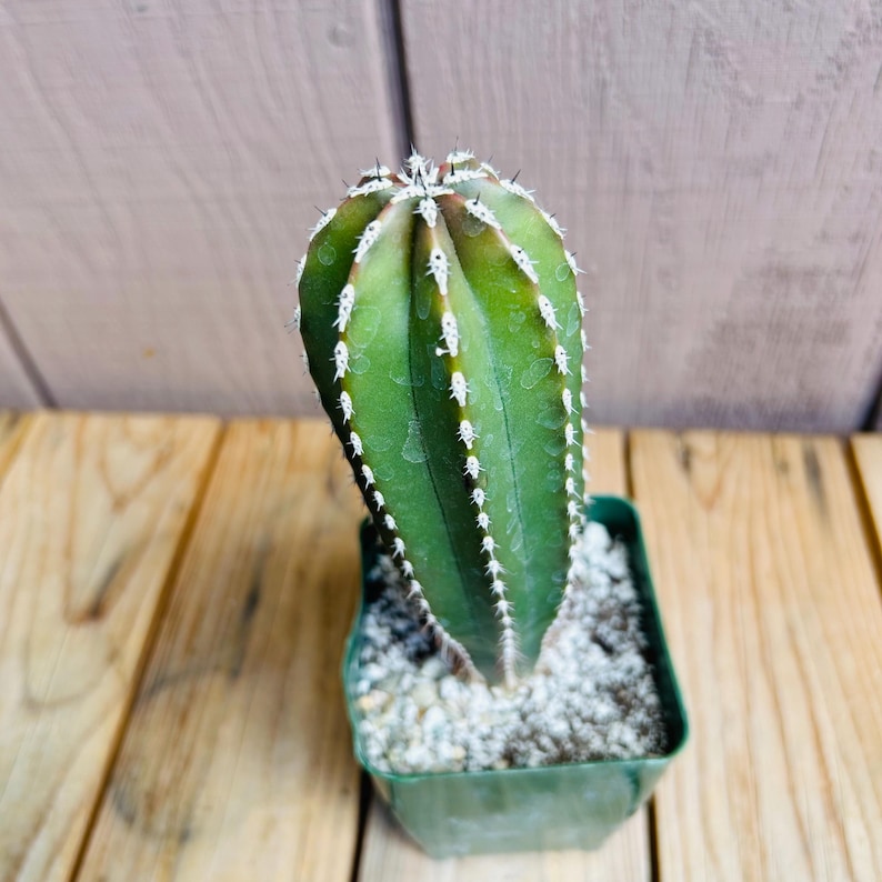 Op de afbeelding: Een groene cactus met witte stekels in een groene plastic pot. De cactus is lang en dun met een puntige top.