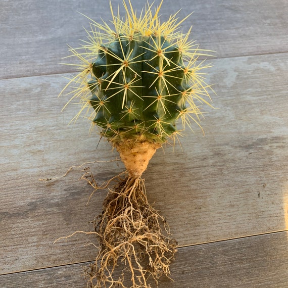 One Live, Small Golden Barrel Cactus, Also Known as Mother-in-law's Cushion  and Golden Ball Cactus. Planting Instructions Included. - Etsy