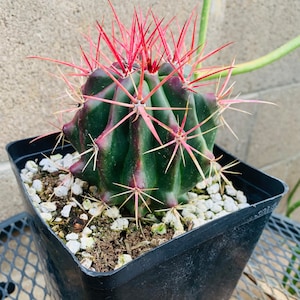 Mexican Lime Cactus - Etsy