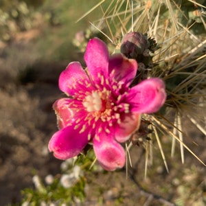 Esquejes/tallos de la planta de cactus Cholla plateada de Cylindropuntia fulgida, también conocido comúnmente como cactus de fruta de cadena o cactus Cholla saltarina.