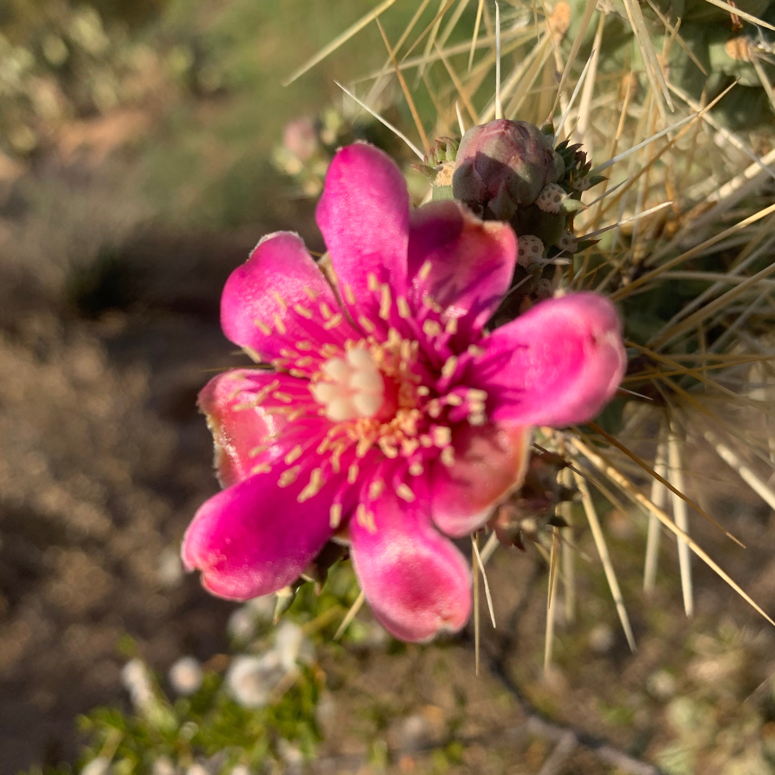 Silver Cholla Cactus Plant cuttings / stalks of Cylindropuntia fulgida, also commonly known as Chain Fruit Cactus or Jumping Cholla Cactus.