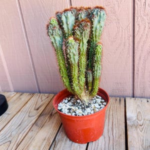 Crested Apple Cactus - Cereus Peruvianus Fa. Monstrosus Rojo - AKA Camelot Cactus