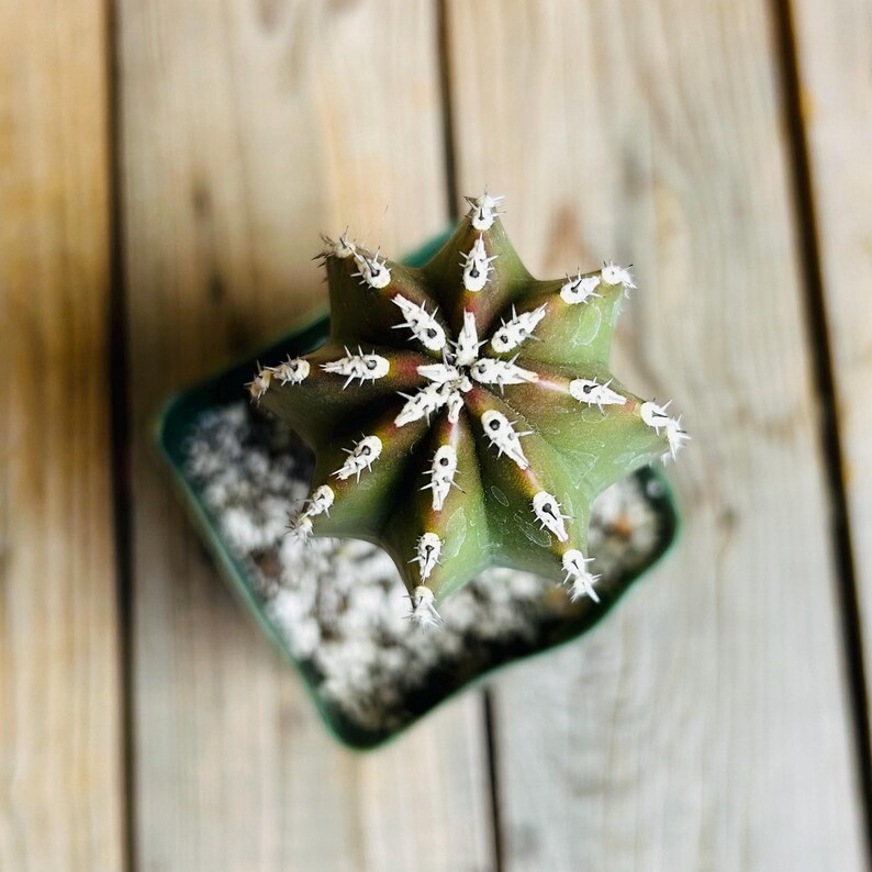 Op de afbeelding: Een groene cactus met witte stekels in een kleine groene pot. De cactus heeft een stervorm.
